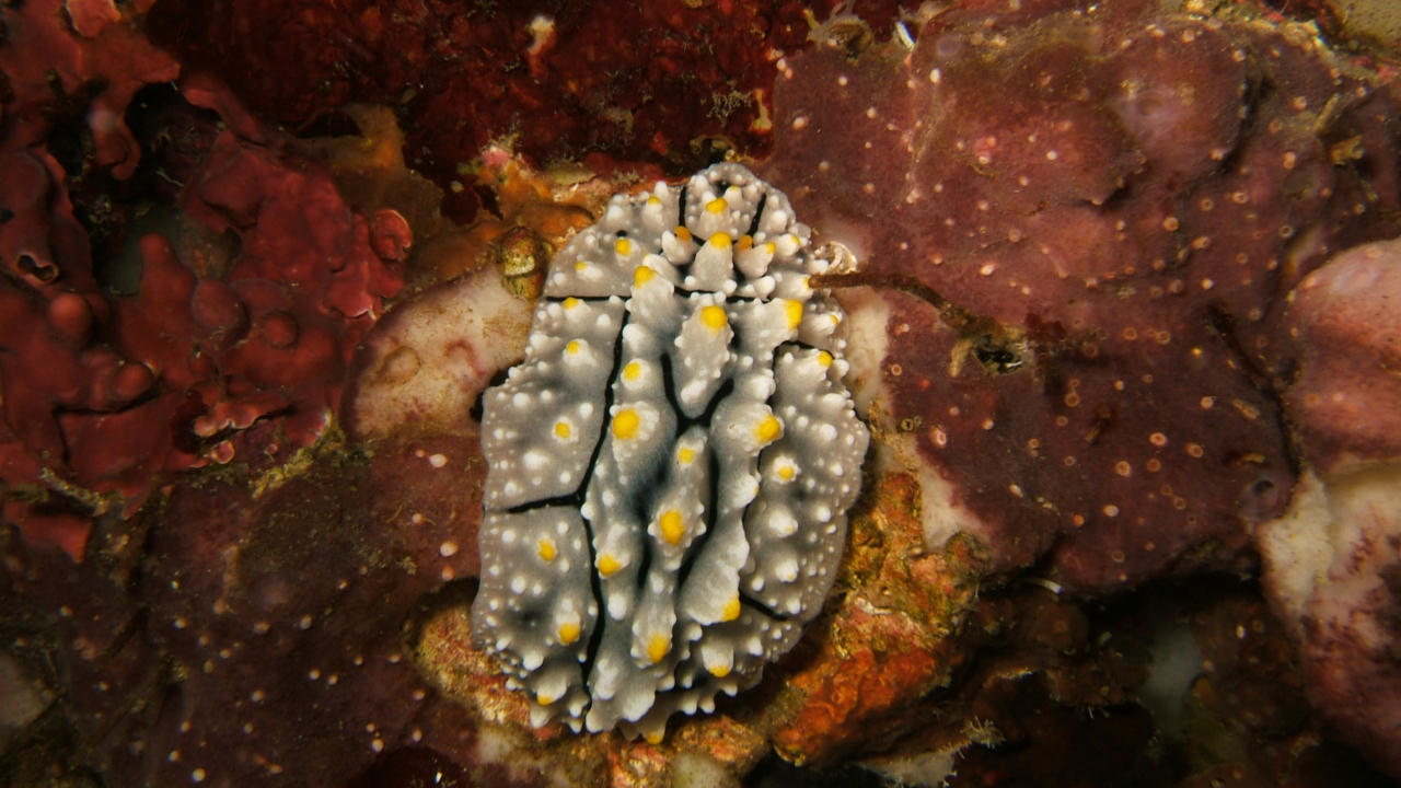 Phyllidia elegans